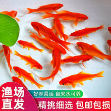 草金鱼活鱼锦鲤鱼苗观赏鱼淡水鱼红草金冷水鱼小型耐活活体小金鱼