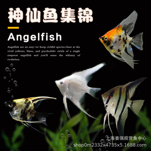 �Ꭷ�~�^�p�~�����~�����~�߲����ɼt�^��ɫ�����Eʯ�{ħ���w����