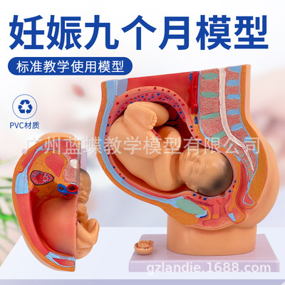 Female sex pelvic cavity anatomy Model Female sex Pelvis Gestation For the nine months fetus Model Childbirth Intuition Midwifery