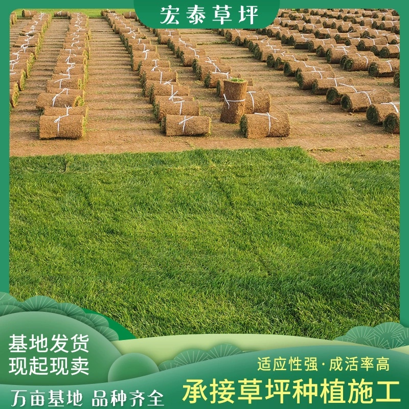 Четыре сезона зеленый газон зеленый пояс почвы реальный дерн Бермудские острова газон двор посадки Манила дерн