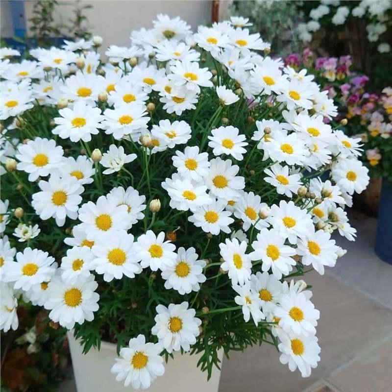 Semillas de margarita, semillas de margarita, perennes, nuevos tipos de flores de balcón interior, jardín