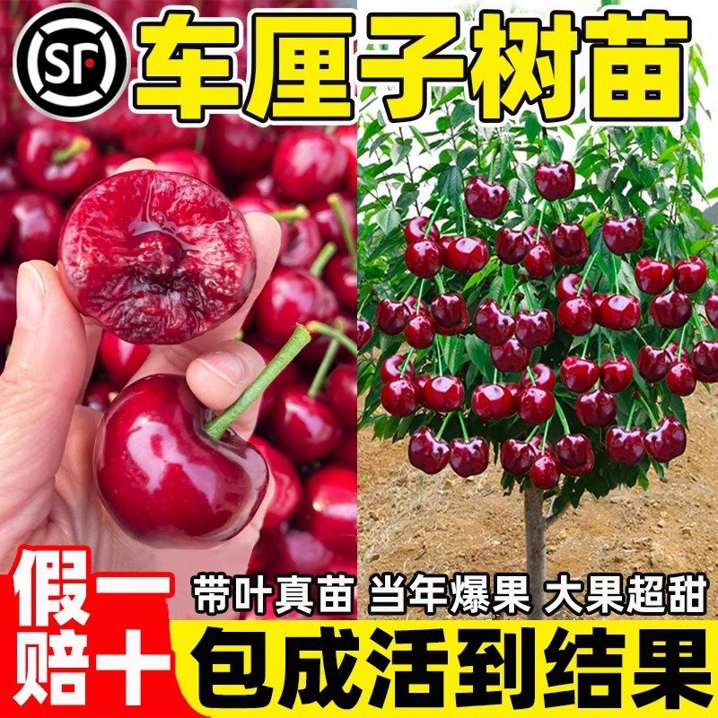 车厘子树苗南方北方盆栽地栽易种植庭院果树嫁接大樱桃苗带土带叶