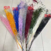 【文竹】永生花保鲜花文竹DIY花材装饰刺天冬云竹清新儒雅风