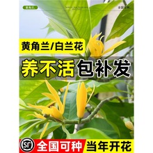 黄角兰树苗四季盆栽黄果黄桷带花苞室内庭院浓香白兰花好养大树苗