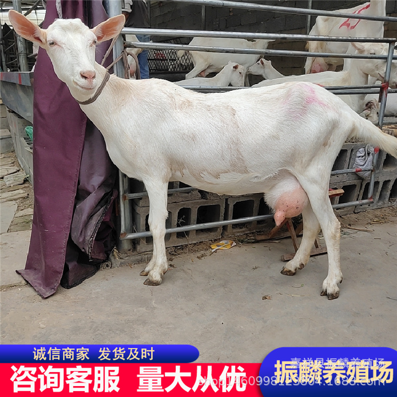 奶山羊产奶在8斤以上的萨能奶山羊 关中奶羊 崂山奶羊