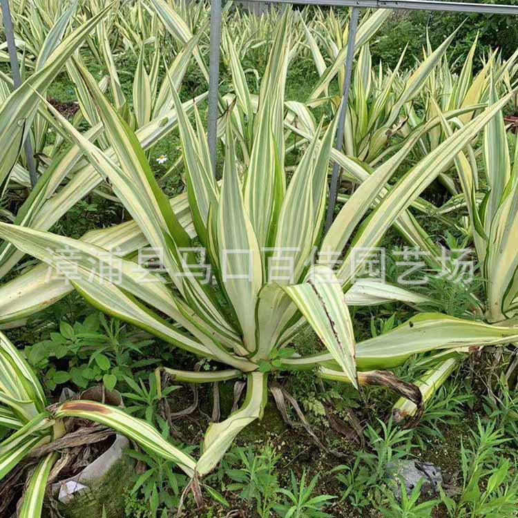 ������ (4).jpg