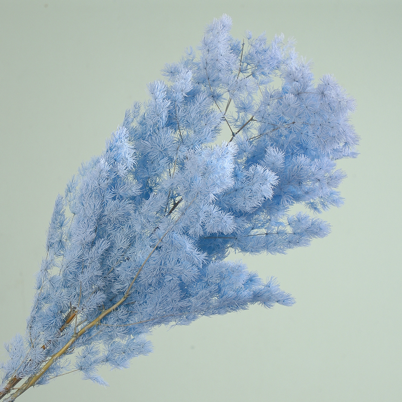 Flores secas de siete colores cordier flor flor flor flor de embalaje flor decoración flordiy florista florística material de ramo de embalaje floral