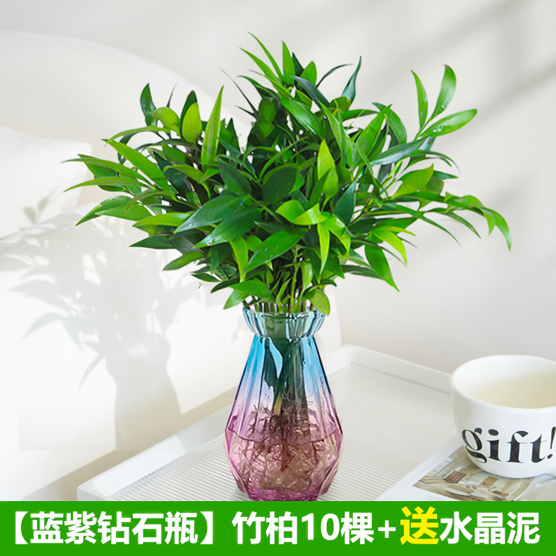 [두인 핫모델] 모기퇴치대나무, 편백나무 10개(청자색 다이아몬드병) + 영양액