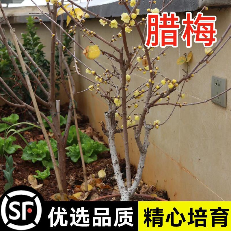 腊梅种子 素黄心腊梅树种子狗牙梅榆叶梅珍珠梅乌梅树 红梅花种子