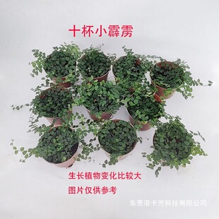 ����С�~���ZѦ��BB�ݻҾG��ˮ����βާ����ˮ����־��^����ֲ��