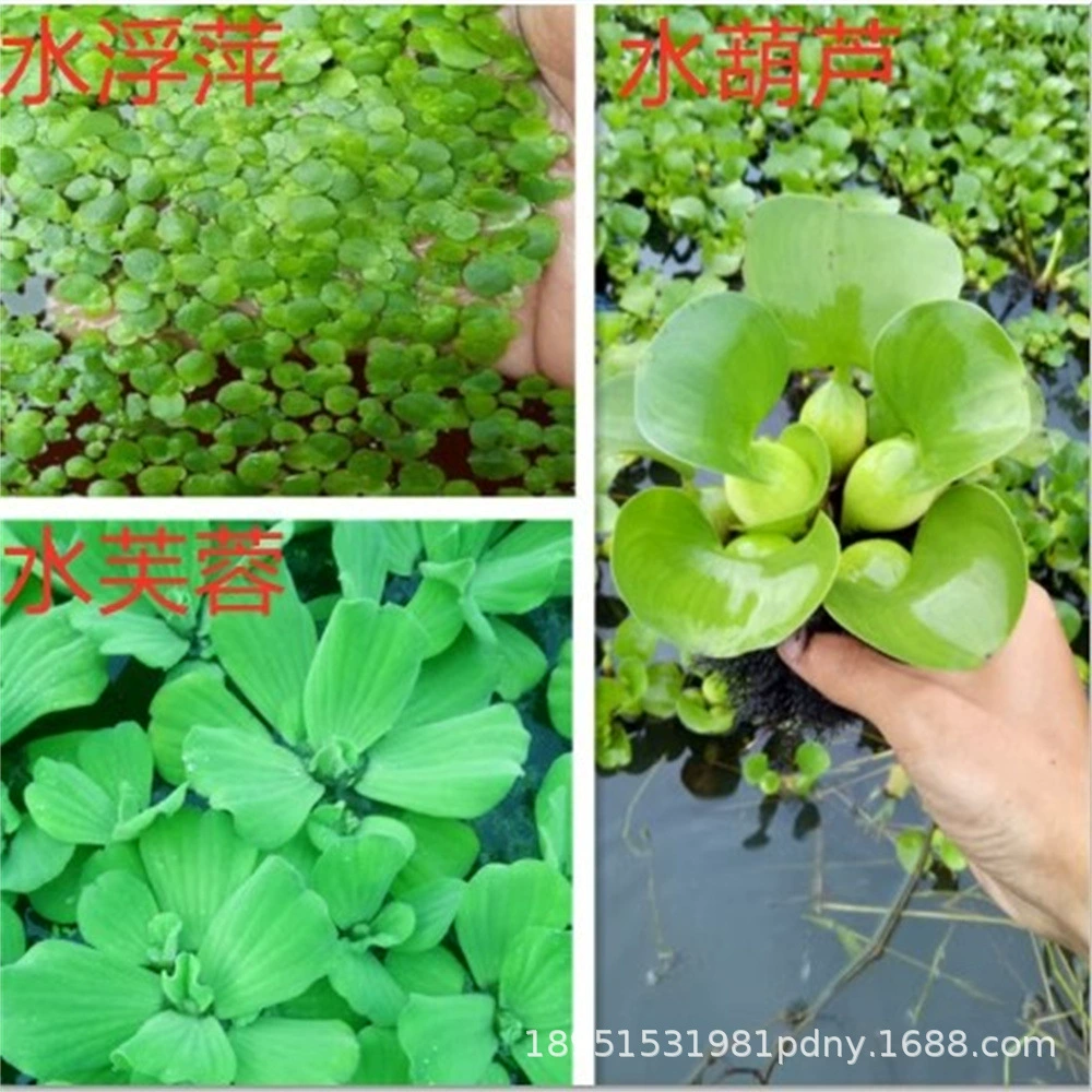 Водный гибискус, водный гиацинт, гидропонное растение «ленивое круглое сердце», ландшафтное водное растение, очистка аквариума с одним листом, качество воды во дворе, водоросли.