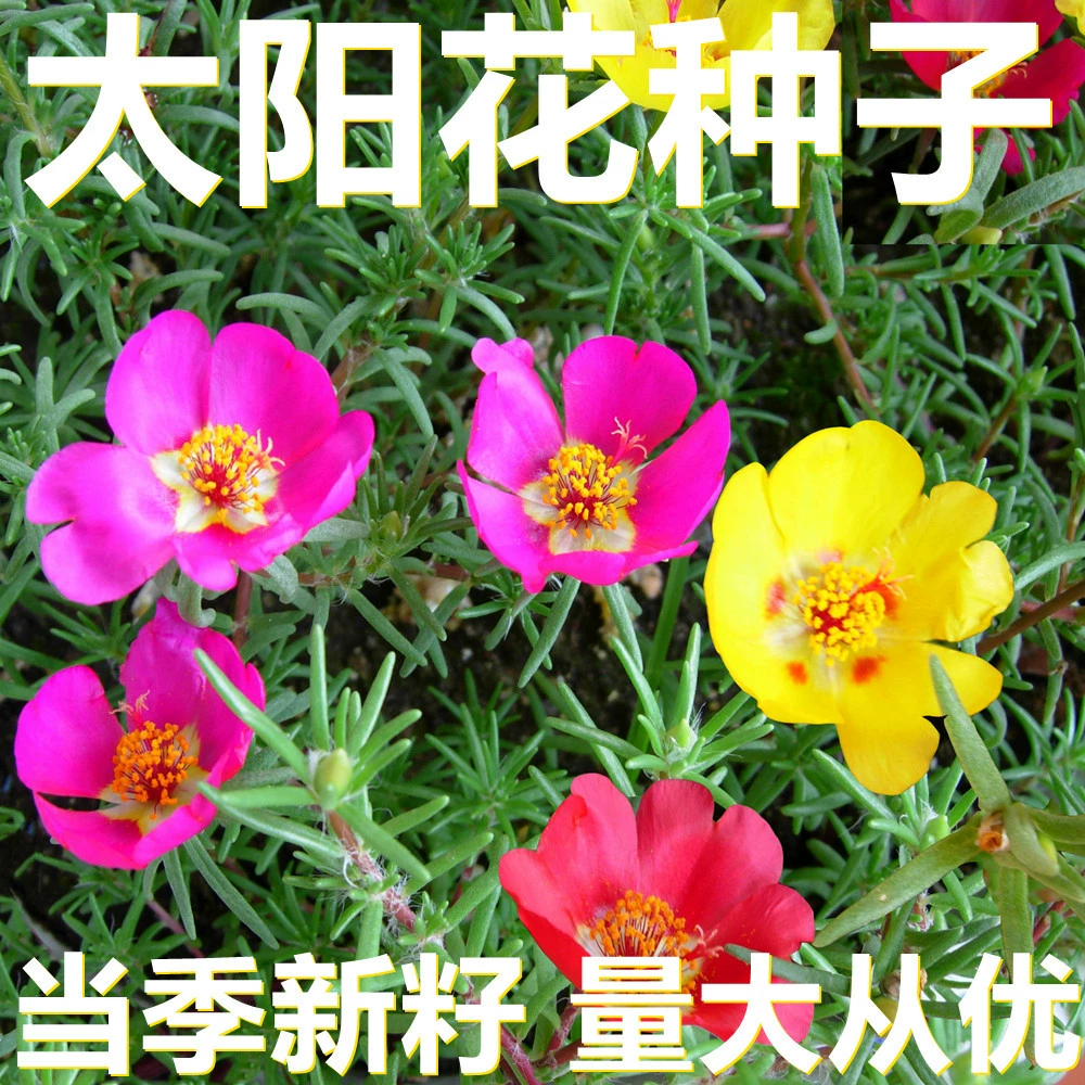 Семена подсолнечника 250-500г в мешках оптом, прямые поставки с места происхождения, сезонные новые семена, семена садовых цветов