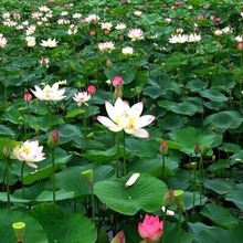 �^�p��aɏź ����ɏ���N�� ɏź�N�� �ɻ��N�� ͥԺ�����ɻ��N��