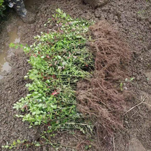 批发小叶扶芳藤 大叶扶芳藤直立卫矛 爬藤植物 小区园林绿化苗木