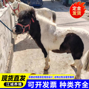 �����˹���B���갫�_�R���w ���B����@�^�p�����T�˰��_�R���w