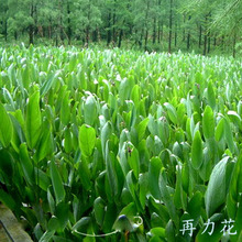 水生再力花人工湿地种植水生花卉植物河挺水绿植池塘水体绿化景观