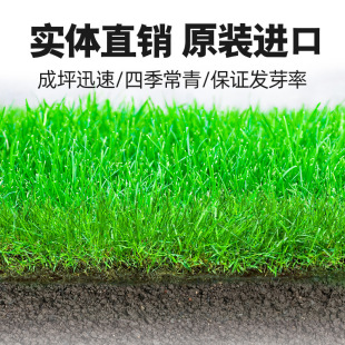 Lawn grass seeds are evergreen in all seasons, cold-resistant and drought-resistant slope protection, Manila bermudagrass root greening, dwarf turf grass seeds