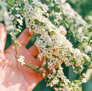 Dropshipping Pink Flower Snow Willow Cold-Resistant New Product Pink P Color Pearl Spirea Spray Snowflake Seedlings Garden Flower Plant