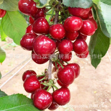 嫁接布鲁克斯大樱桃苗北方南方种植山东车厘子树苗批发供应直供