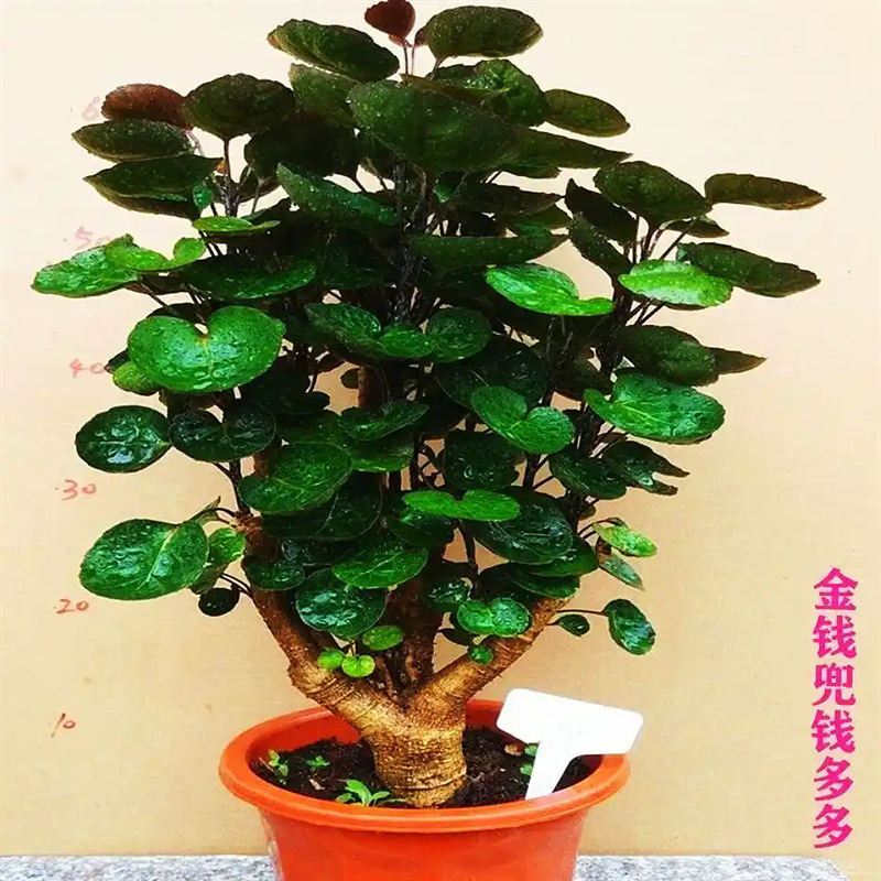 Money Tree Large Potted Plant, Money Pocket Tree, Money Tree, Fortune Tree, Round-Leaf Tree, Money Tree, Money Tree, Prosperity Tree, Indoor Green Plant Money Tree Large Potted Plant, Money Pocket Tree, Money Tree, Fortune Tree, Round-Leaf Tree, Money Tree, Money Tree, Prosperity Tree, Indoor Green Plant