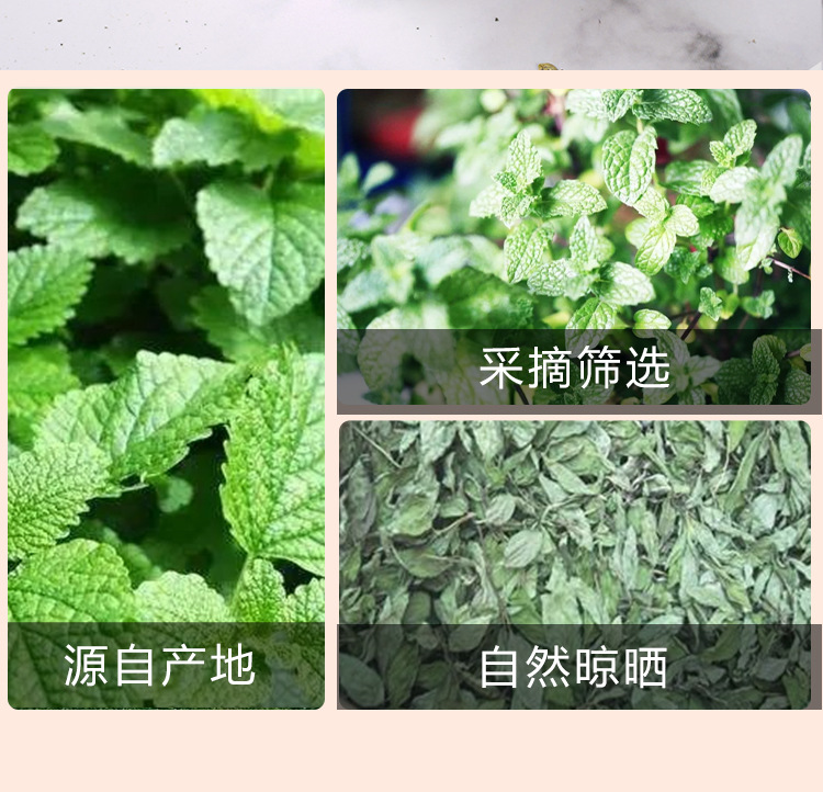 Mint Leaf Tea (Mentha haplocalyx) — Dried Mint Herbal Tea, 75g Jar for Cold Brew & Fresh Infusions preparation