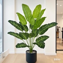 ���˽�18�^����Gֲ�Ž��~�٘䱱�W�L�����B�Ҿ�����b��쾰