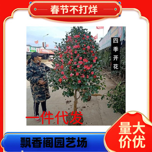 һ�����l������̫���������軨������ˮ�軨ɽ�軨��������Gֲ