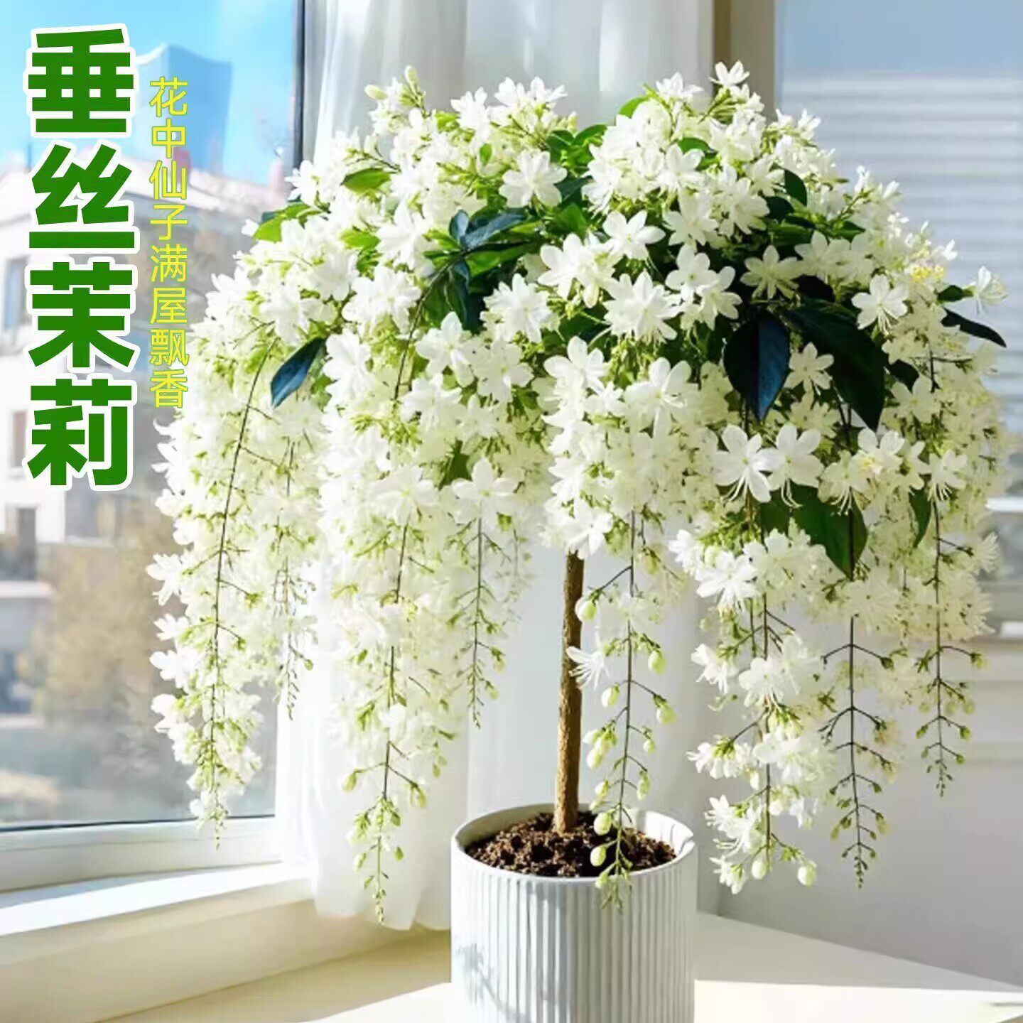 Flores de jazmín en maceta, flores de fragancia fina, fáciles de cultivar en interiores y exteriores, flores perennes ornamentales. image 4