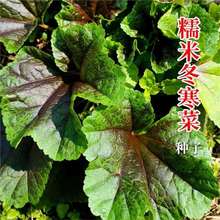 糯米冬寒菜种子冬葵种子冬葵果种籽四季庭院观叶种孑小包试种