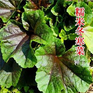 Glutinous Rice Winter Vegetable Seeds, Winter Melon Seeds, Winter Melon Fruit Seeds, Four-Season Courtyard Foliage Seeds, Small Package Trial Planting
