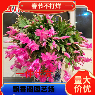 һ�����lзצ�m���Ԏ����������ļ����������҃��̨�^��ֲ���k��