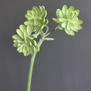 �����z�܆�֦����ʯɏ���F�����s�ҾӘӰ��g��c�}�Q�OӋ�b����l