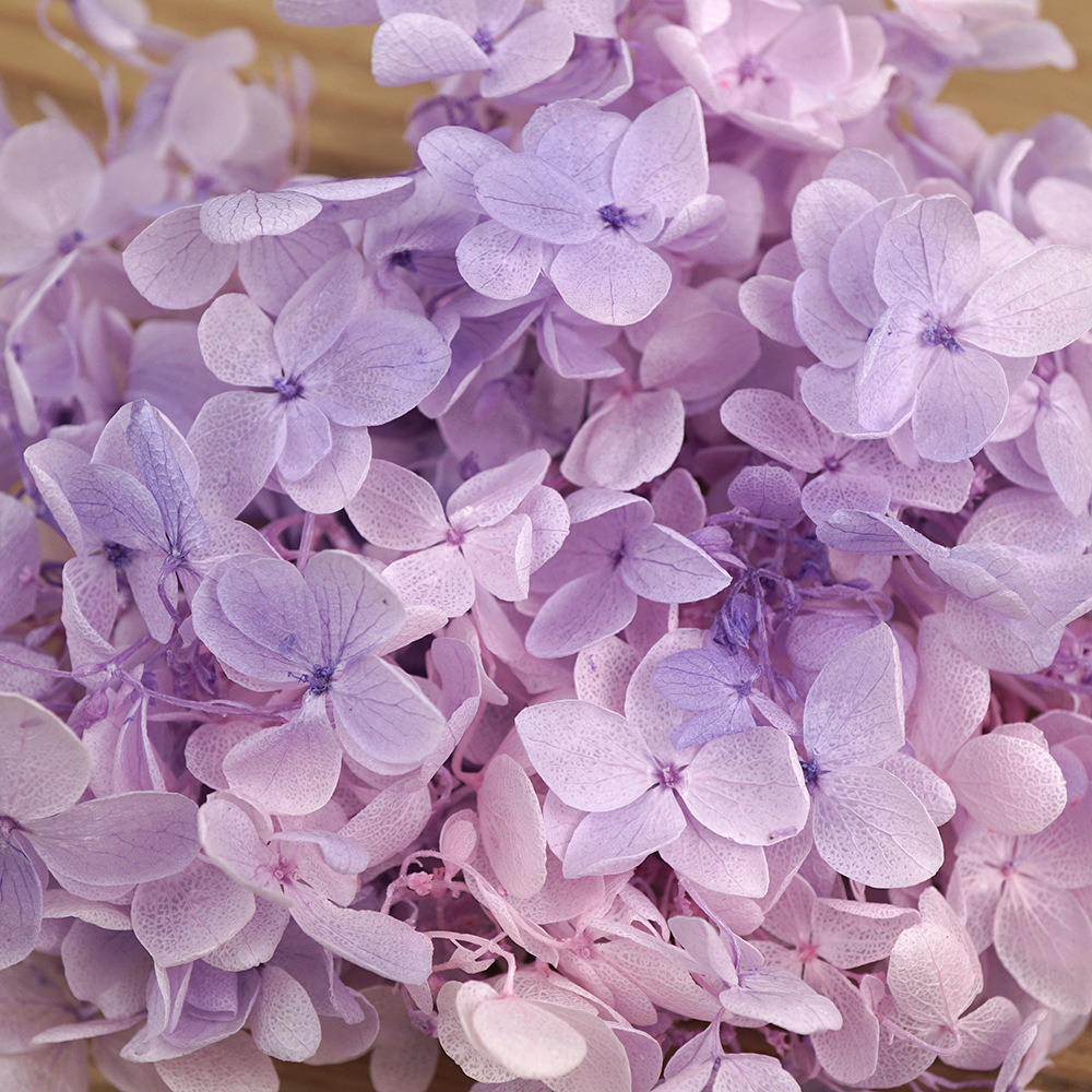Grado A gradiente de madera Hortensia gradiente Hortensia flor eterna unicornio flor seca Hortensia flor eterna al por mayor