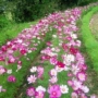 格桑花四季庭院开花种籽