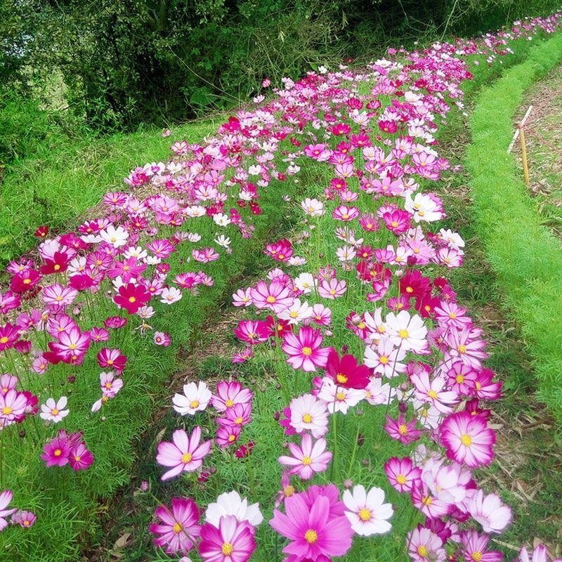 Cosmos Glabriuscula Seeds, Colorful All-Season Blooming Easy-To-Grow Flower Seeds, Garden Wildflower Combination Seeds