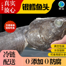 冷冻银鳕鱼头 南极犬牙鱼头约500-600半个 红烧剁椒鱼头煲