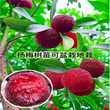 ɾӖ|÷玧ڼ޽ˮ|P÷ش