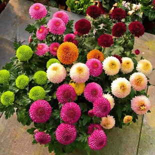 �ļ��ױ����N���׷NС�r����ƹ�Ҿջ��N�ӻ��҃����軨�������_��