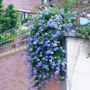 Blue Snowflake Potted Large Seedlings Lollipop Flower Seedlings Old Pile with Flowers Outdoor Balcony Four-Season Flowering Cold-Resistant Climbing Vines