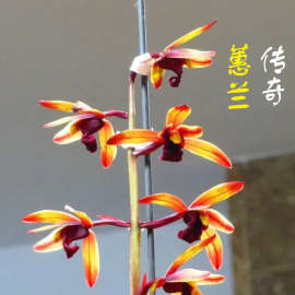 I蕙兰传奇兰花苗 红素老种名品名贵兰草浓香型花卉国兰盆栽