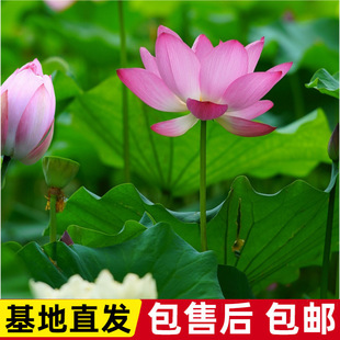 �ɻ�����ˮ�Bɏź��Nɏ��ʳ���ļ��^�p˯ɏ��ˮ��ֲ����ɏ�N����