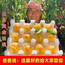 黄油桃蒙黄桃毛桃整箱现摘1/3/5斤孕妇新鲜水果黄金油桃代发