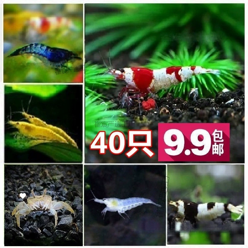 Инструмент для очистки аквариума от водорослей, набор для декоративных креветок, аквариум для пресной воды, мини-креветки, разноцветные креветки