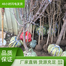 冬枣树苗活苗嫁接苗特大棵粗壮地栽盆栽带土球发货当年结果