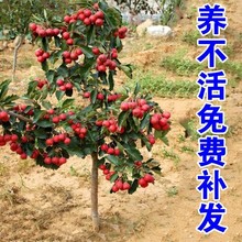 ɽ޽ɽ高ϷNֲͥԺԵԹ