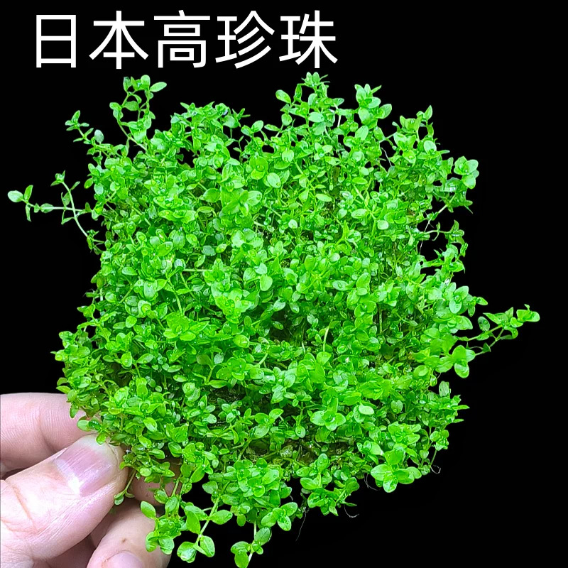 【自然沉底 丢缸即赏】日本高珍珠网片装1片 （约8x8cm）