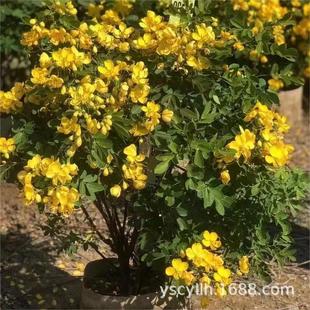�p�A���p�A�Q���p�A�S���������l60-250CM