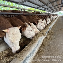 哪里哪有西门塔尔肉牛养殖场肉牛犊育肥小公牛繁殖小母牛