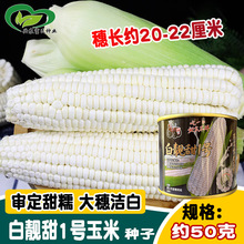燕窝雪糯玉米种子 白靓甜1号苞米棒子籽 大穗甜粘糯白棒子玉米种