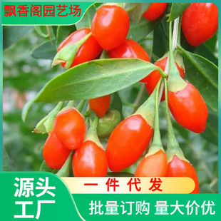 Dropshipping Red Wolfberry Saplings Planted in the North and South, Fruit-Bearing Balcony Edible Potted Bonsai Ground Planting